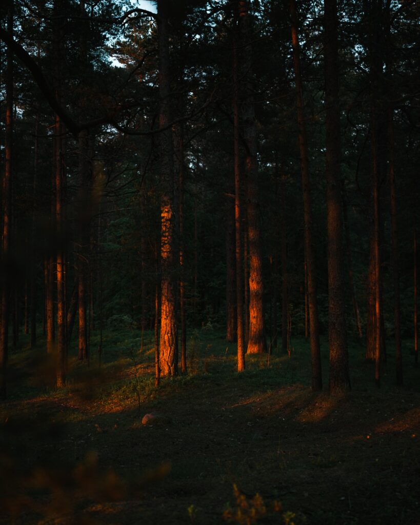 Tall pine trees in serene forest with warm sun rays casting golden highlights and shadows Wallpaper