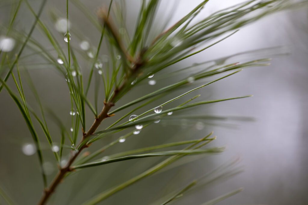 Serene Pine Needle Macro: Rain Droplets Wallpaper Background