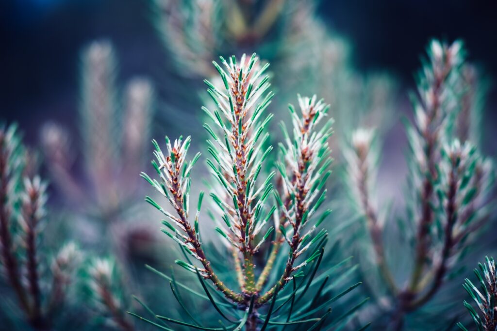 Serene Pine Tree Branches Close-Up Wallpaper Background