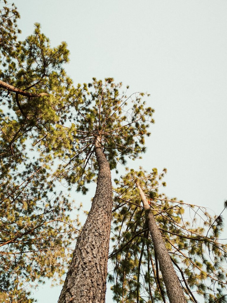 Serene bottom view of tall pine trees with textured bark and green needles against sky background Wallpaper
