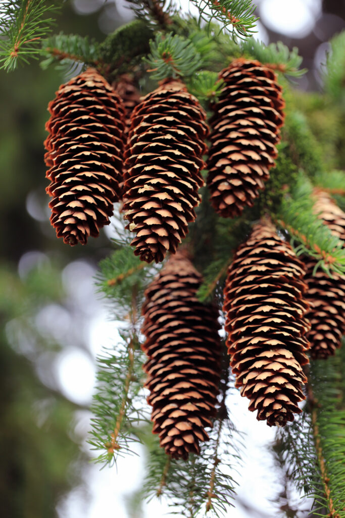 Serene Pinecone Close-Up: Macro Shot for Peaceful Forest Wallpaper
