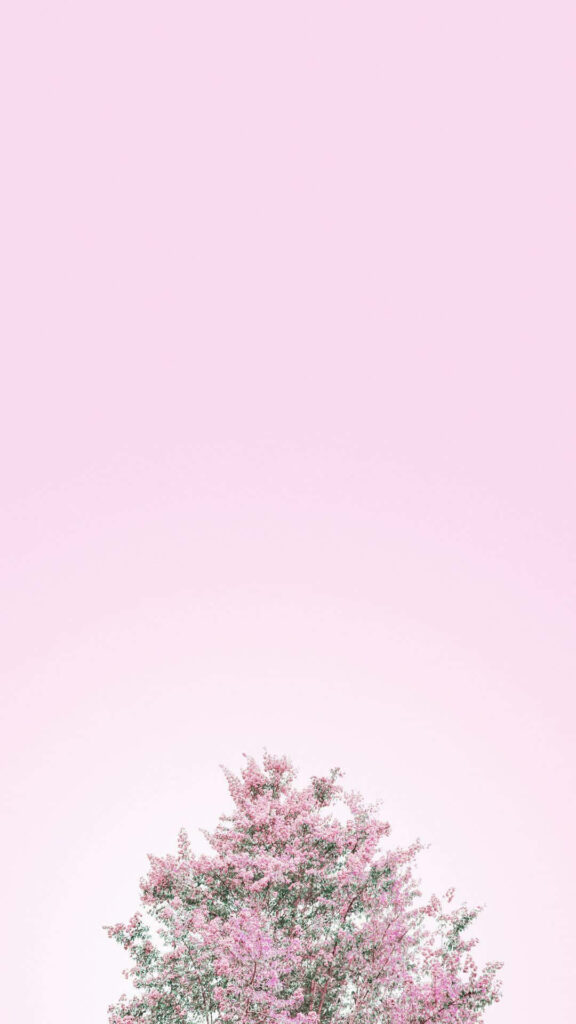 Serene Pink Blossom Tree Against Soft Pastel Sky - Beautiful Wallpaper