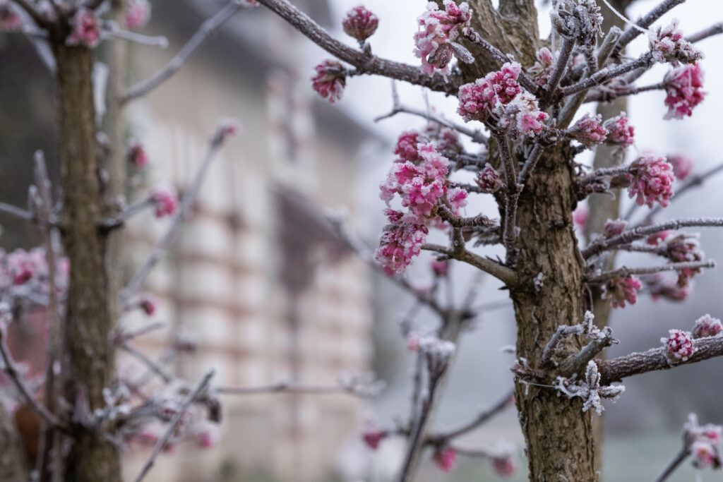 Serene Pink Flower Branches Wallpaper: Frosted Macro Nature Beauty