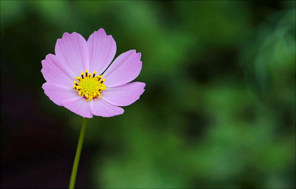 Delicate Pink Cosmos Flower Wallpaper with Vibrant Yellow Center