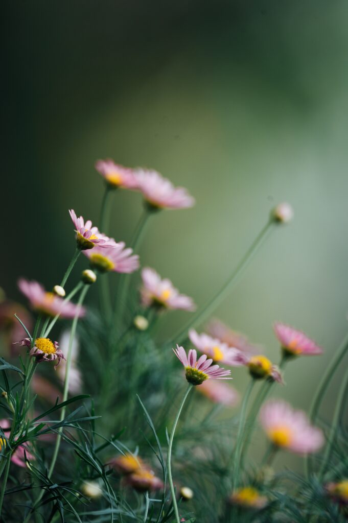 Serene Pink Daisy Wallpaper: Macro View of Blooming Flowers