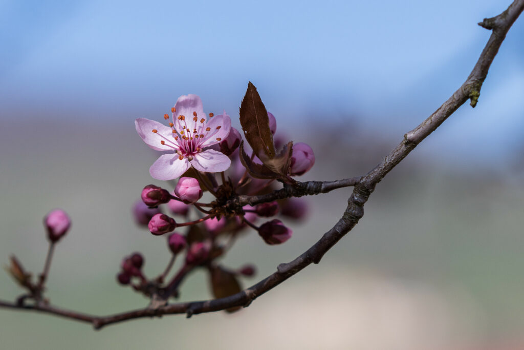 Tranquil Pink Flower Wallpaper with Budding Blossoms - Serene Background