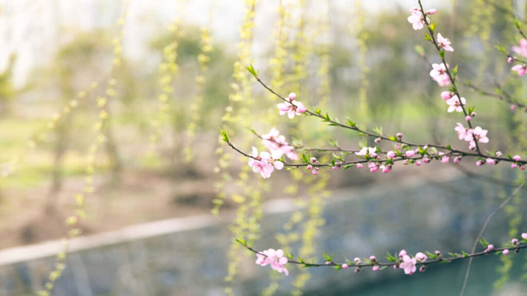 Delicate Pink Flower Branch Amid Serene Greenery & Flowing Stream Wallpaper