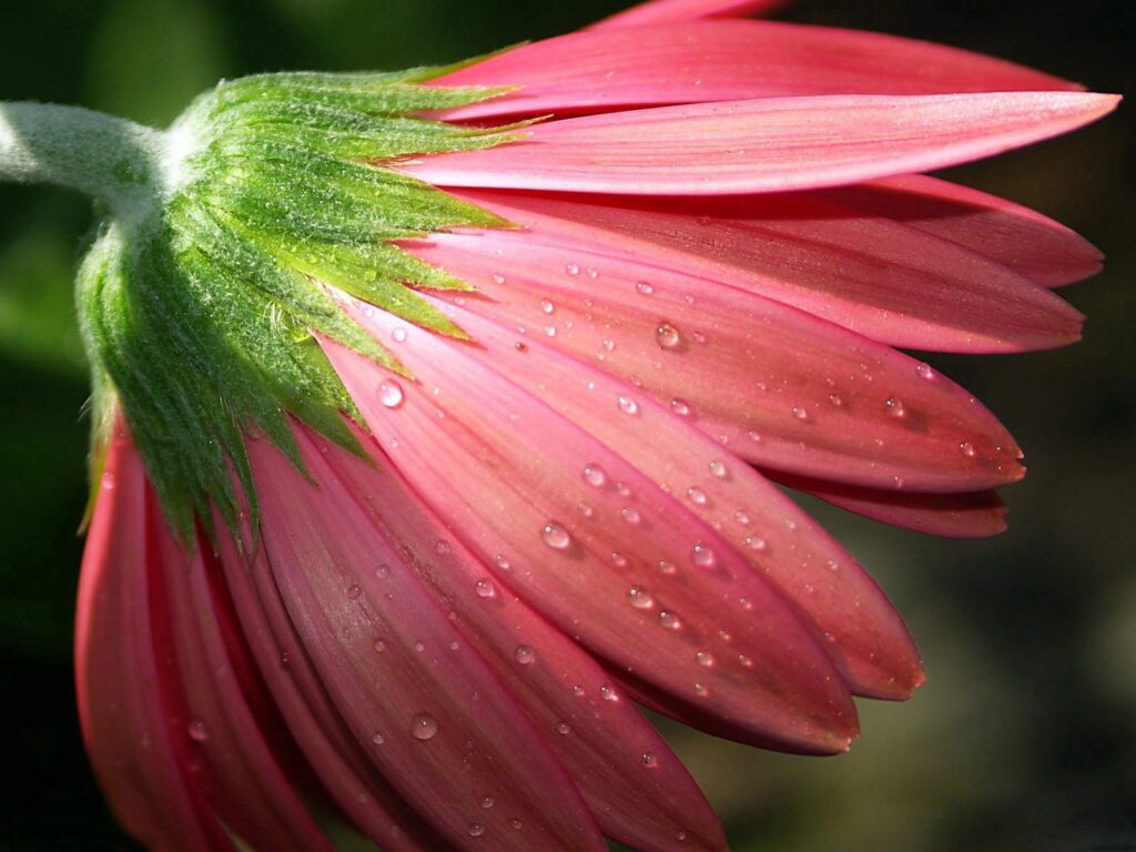 Serene Pink Flower Close-Up with Dew Drops - Nature Wallpaper
