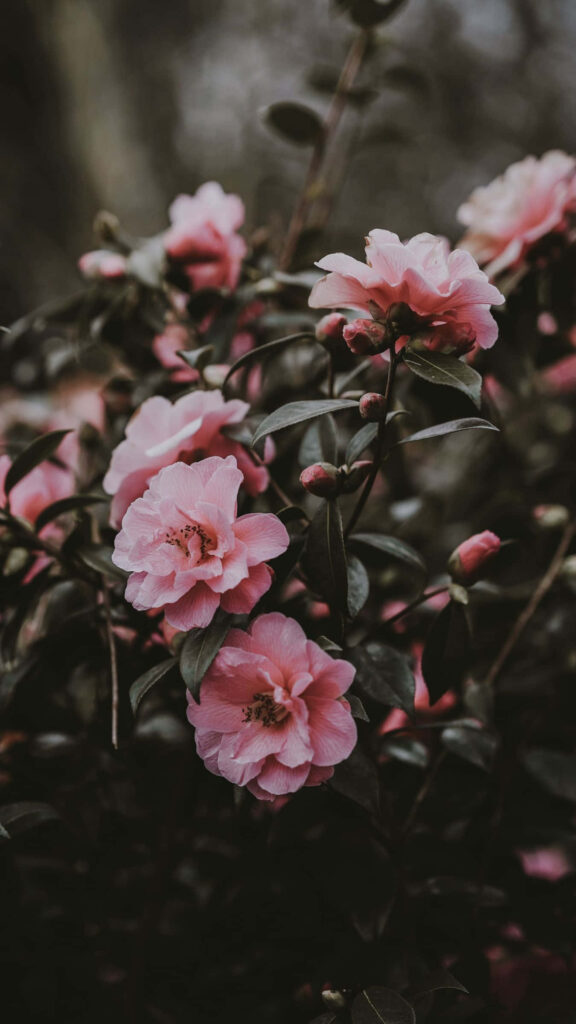 Serene Pink Flower Wallpaper: A Beautiful Natural Background