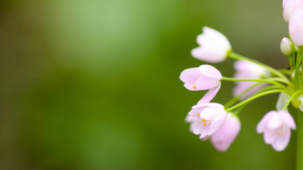 Serene Pink Flower Wallpaper: Delicate Nature Background Design