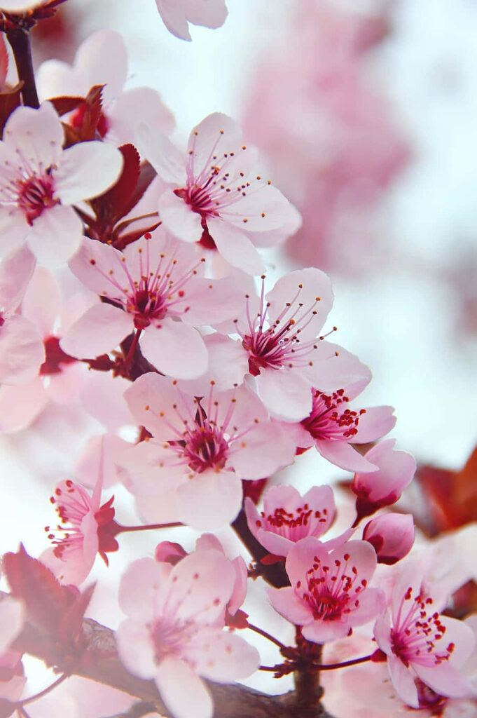 Serene Pink Flower Wallpaper: Delicate Blossoms for Your Phone Background