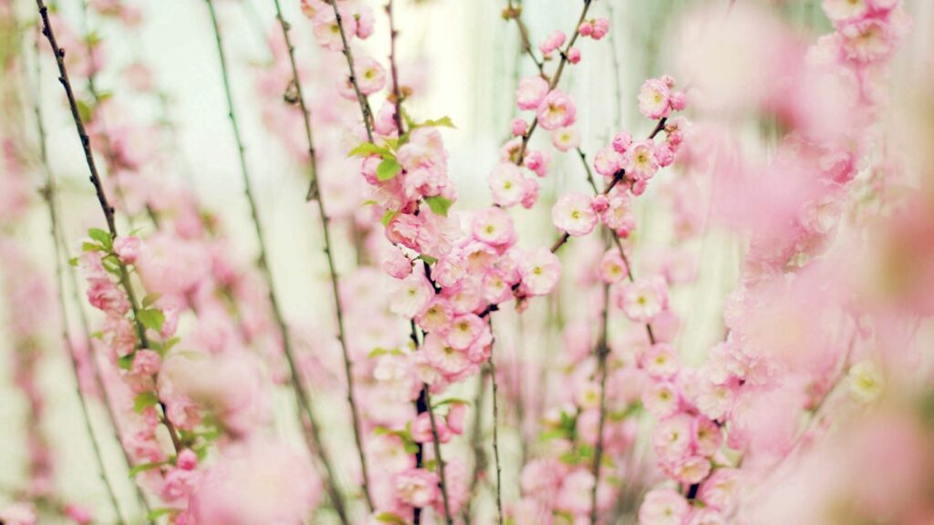 Delicate Pink Flower Wallpaper for Serene Spring Background