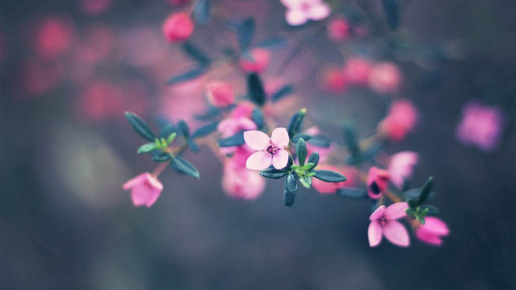 Tranquil Pink Flower Wallpaper with Soft Blur Background