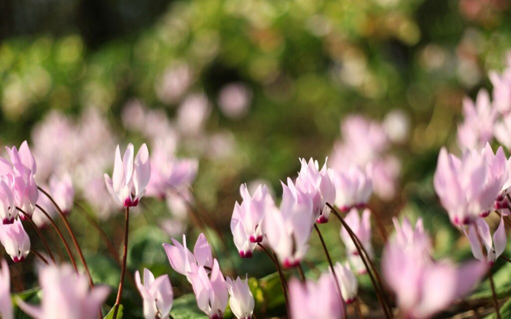 Close-Up Serene Wallpaper: Delicate Pink Flowers in Sunlit Meadow