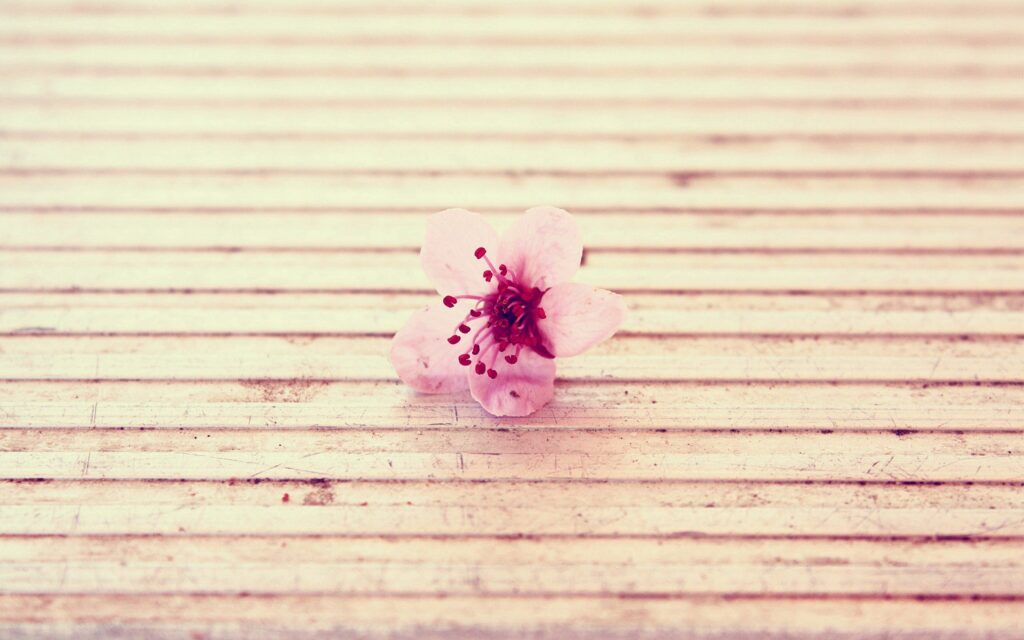 Serene Pink Flower Wallpaper: Minimalist Textured Background