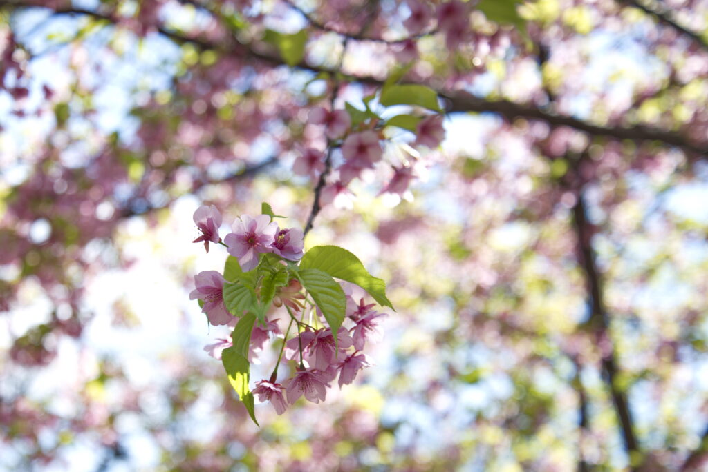 Serene Pink Flower Wallpaper: Tranquil Spring Garden Background