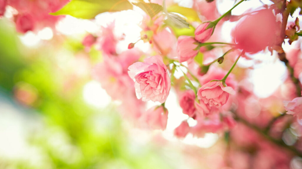 Serene Pink Flower Wallpaper - Springtime Glow for 2560x1440