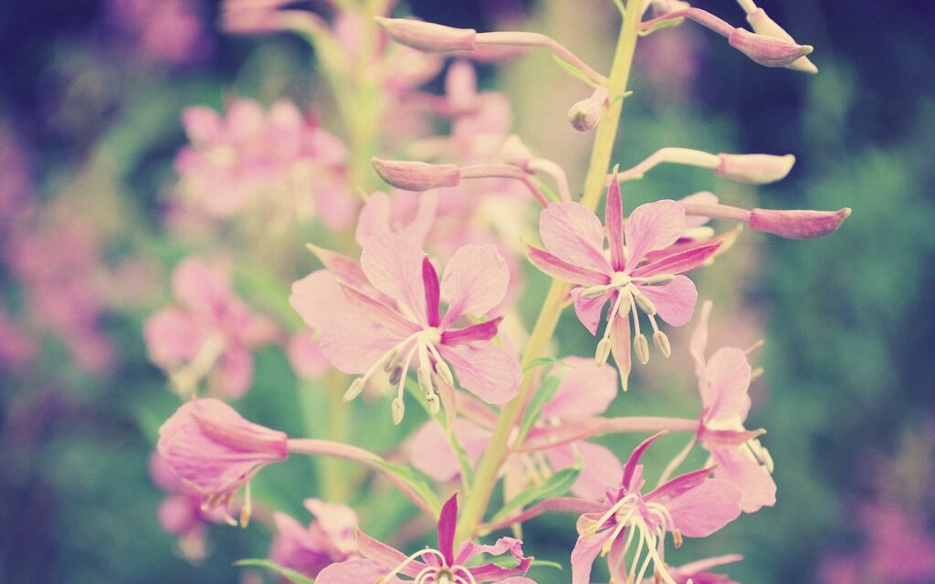 Serene Pink Flower Wallpaper: Delicate Blooming Branch Design