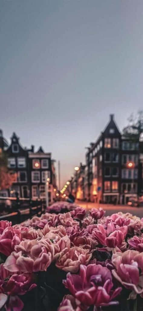 Charming Cityscape Wallpaper: Serene Pink Flowers & Quaint Buildings