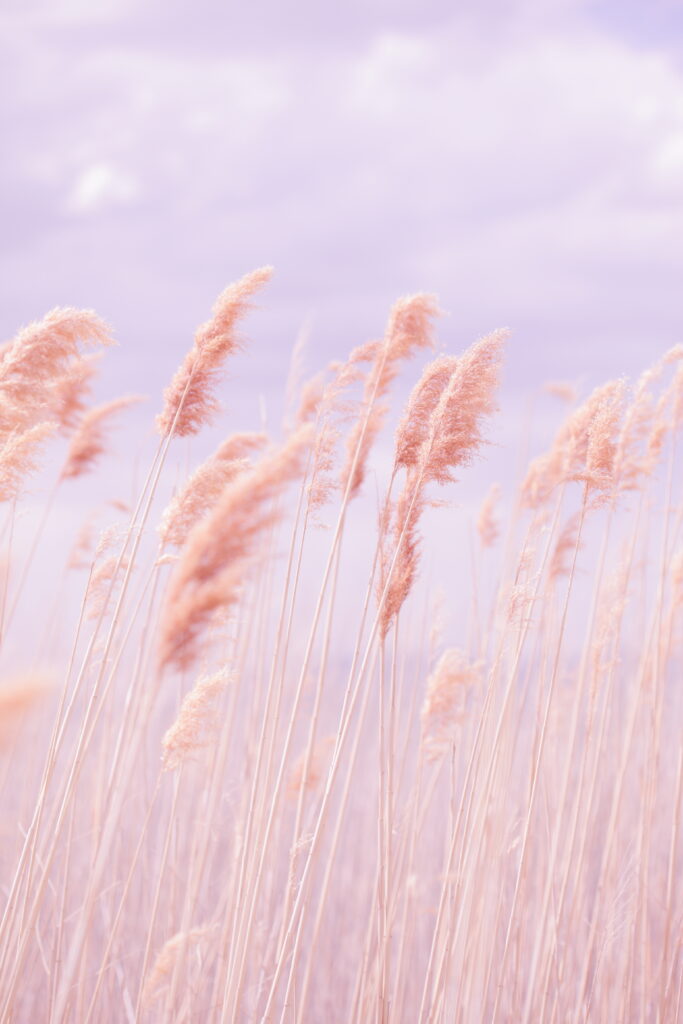 Serene Pink Grass Field Wallpaper: Gentle Wind & Cloudy Sky