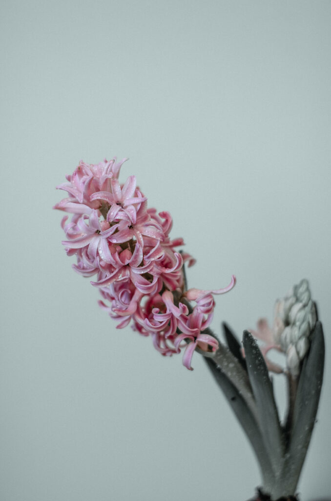 Soft Pink Hyacinth Wallpaper for a Calming Android Background