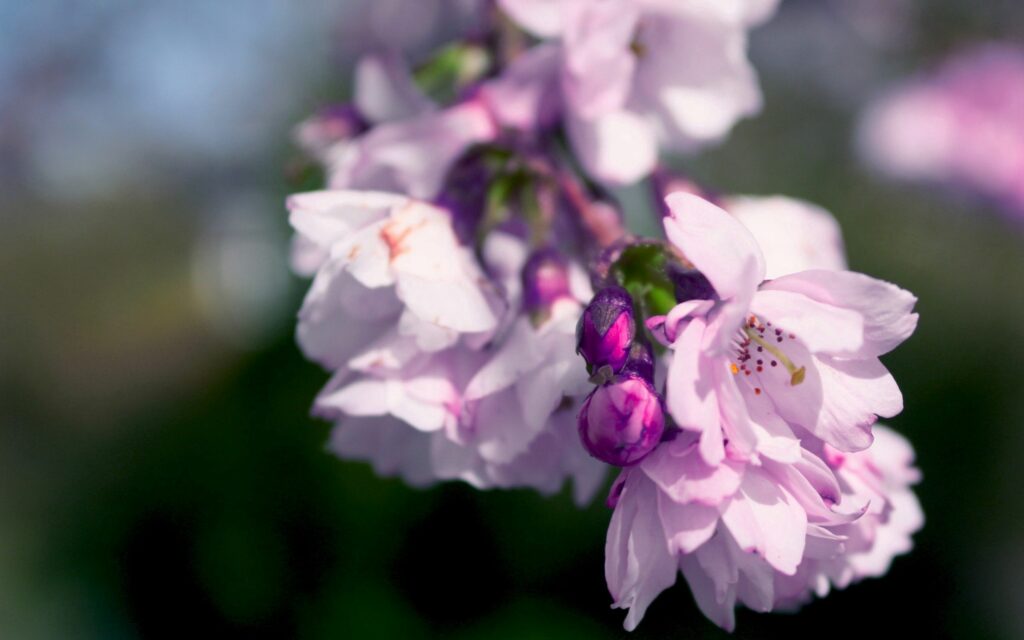 Serene Pink and Lilac Flower Wallpaper Background for Tranquil Spaces