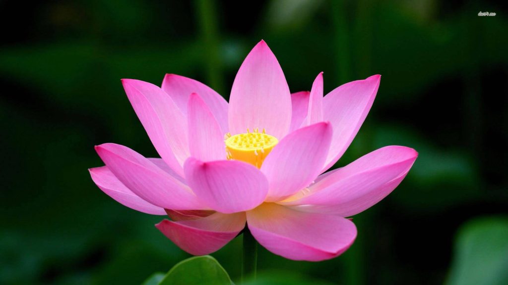 Close-up of vibrant pink lotus flower in full bloom with yellow center on green pond background Wallpaper