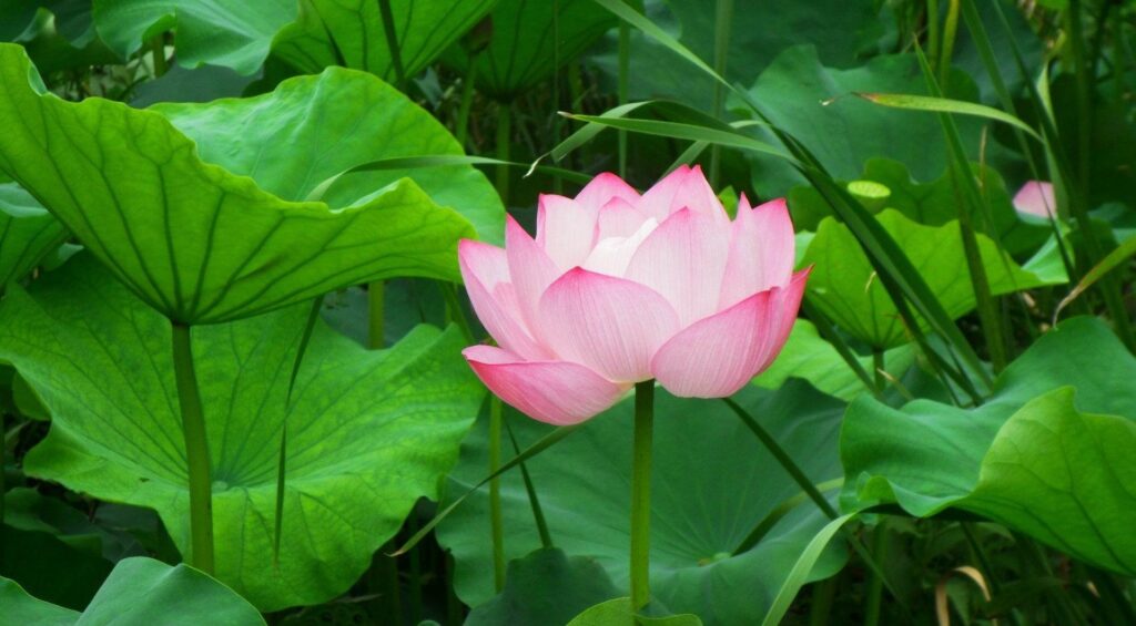 Serene Pink Lotus Flower Wallpaper with Lush Green Leaves