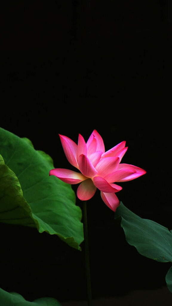 Serene Pink Lotus Flower Wallpaper on Dark Background