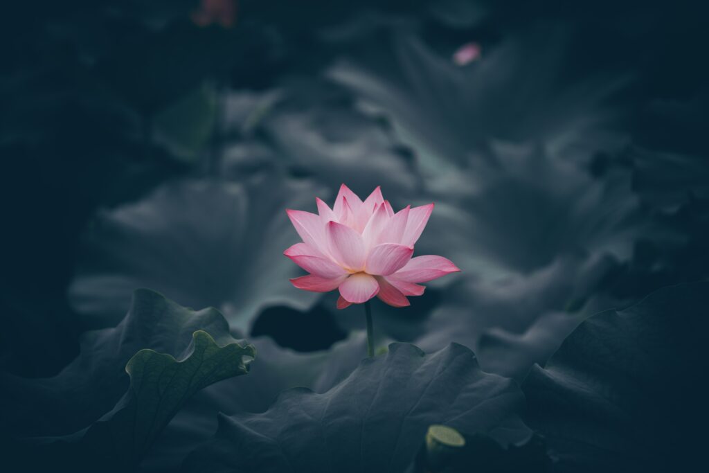 Serene Pink Lotus Flower Wallpaper Over Green Leaves