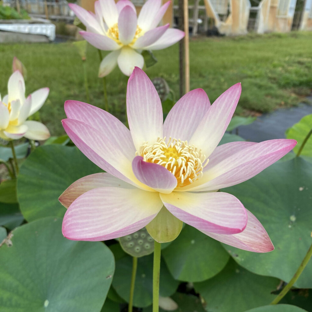 Serene Pink Lotus Wallpaper: Elegant Floral Background with Green Leaves