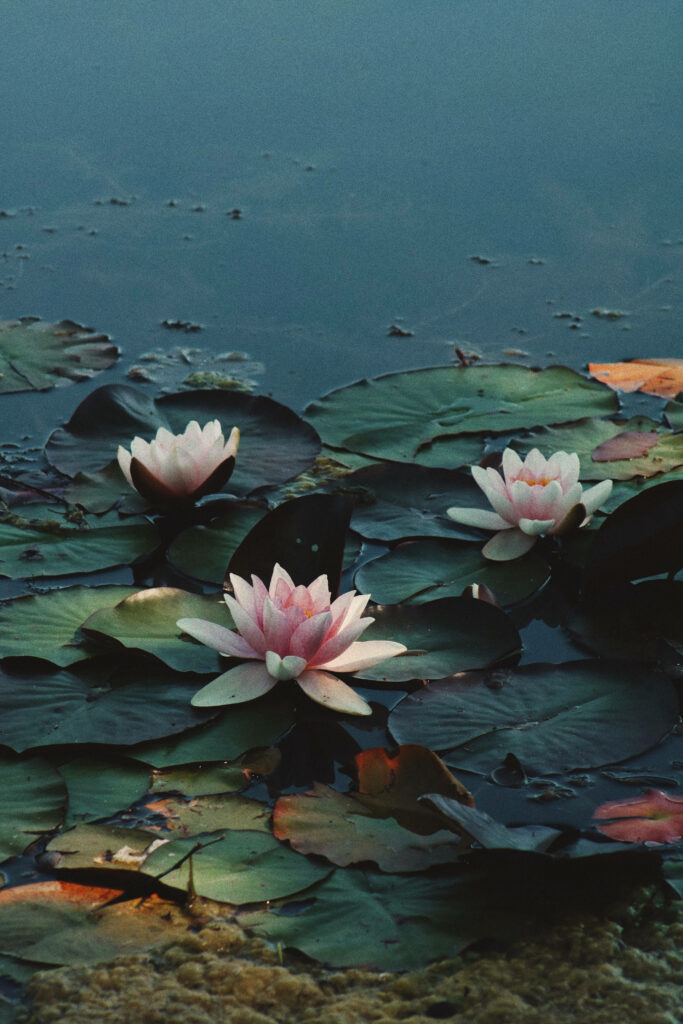 Serene Pink Lotus Flowers on Tranquil Water Background Wallpaper