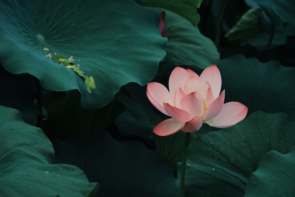 Serene Pink Lotus Wallpaper: Tranquil Nature Background