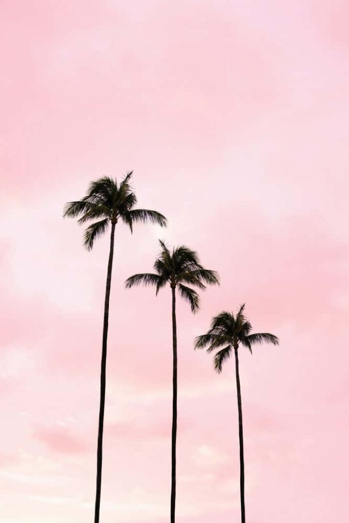 Soft pink wallpaper with three elegant palm trees against a calm pastel sky for tropical vibes
