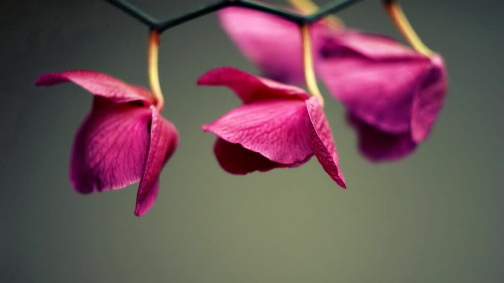 Serene Pink Petals Wallpaper: Nature's Delicate Beauty Background