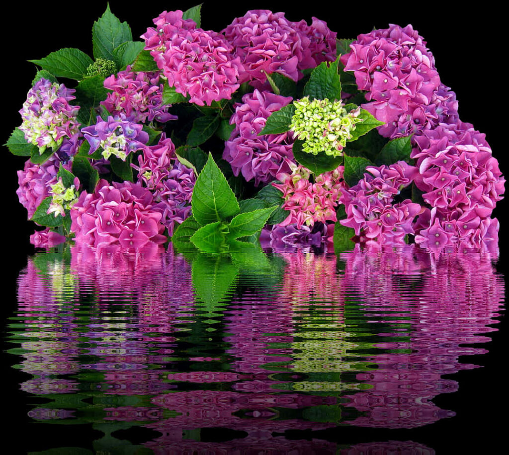 Vibrant Pink & Purple Hydrangeas Wallpaper Reflected in Calm Water