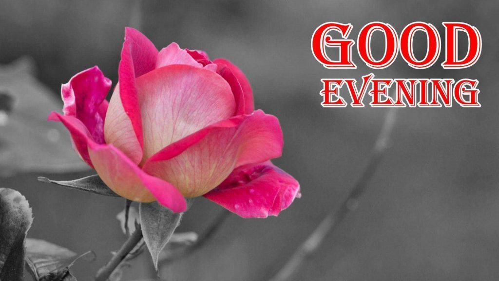 Serene pink rose with delicate petals against monochrome background good evening wallpaper