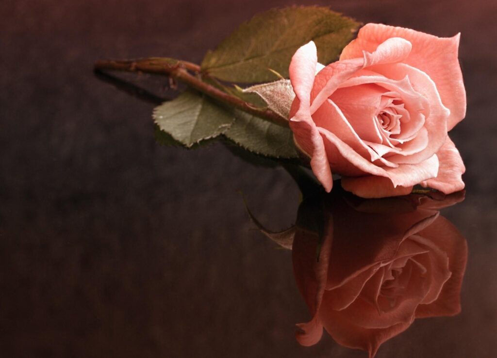 Delicate Pink Rose Reflection on Dark Background: Serene Beauty Wallpaper