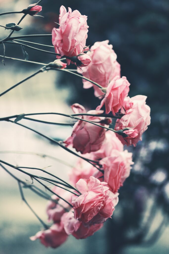Serene Pink Roses Wallpaper: Soft Garden Blooms with Gentle Blur