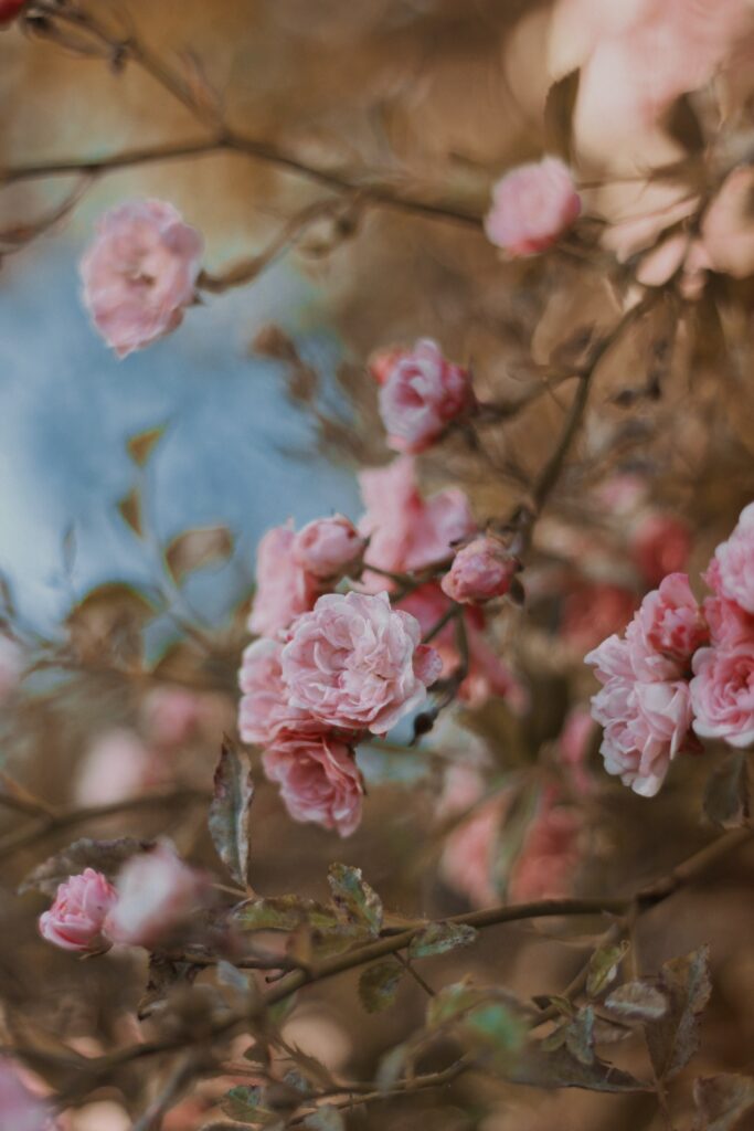 Delicate Pink Roses Wallpaper: Tranquil Floral Close-Up Background