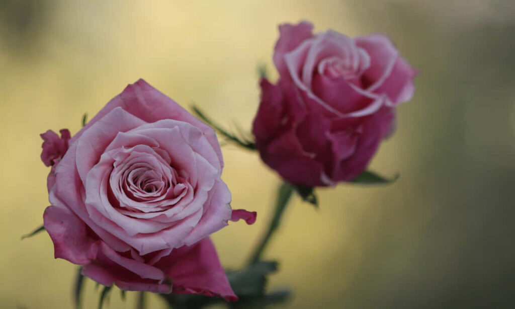 Elegant Pink Roses in Bloom with Soft Green Background Wallpaper