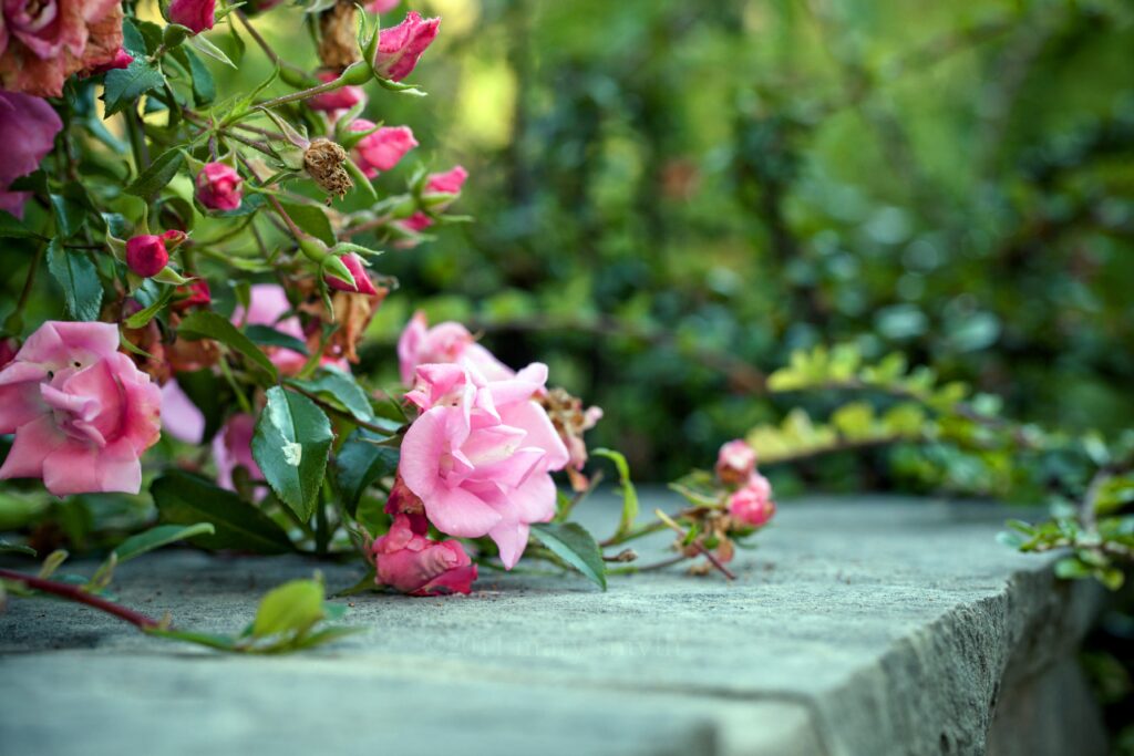 Serene Pink Roses Wallpaper: Vibrant Blooms on Rustic Concrete