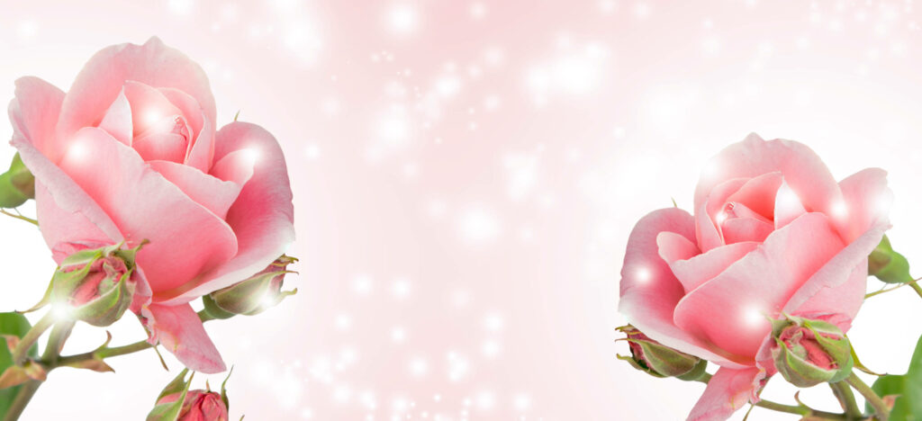 Beautiful Pink Roses Wallpaper on a Serene Glowing Background