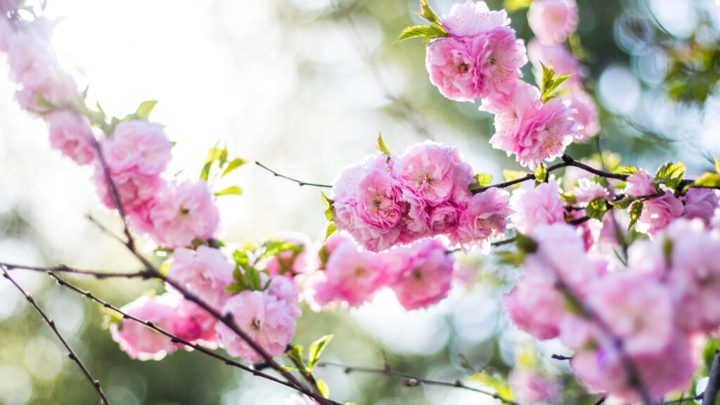 Serene Wallpaper with Vibrant Pink Blossoms & Soft Blurred Background