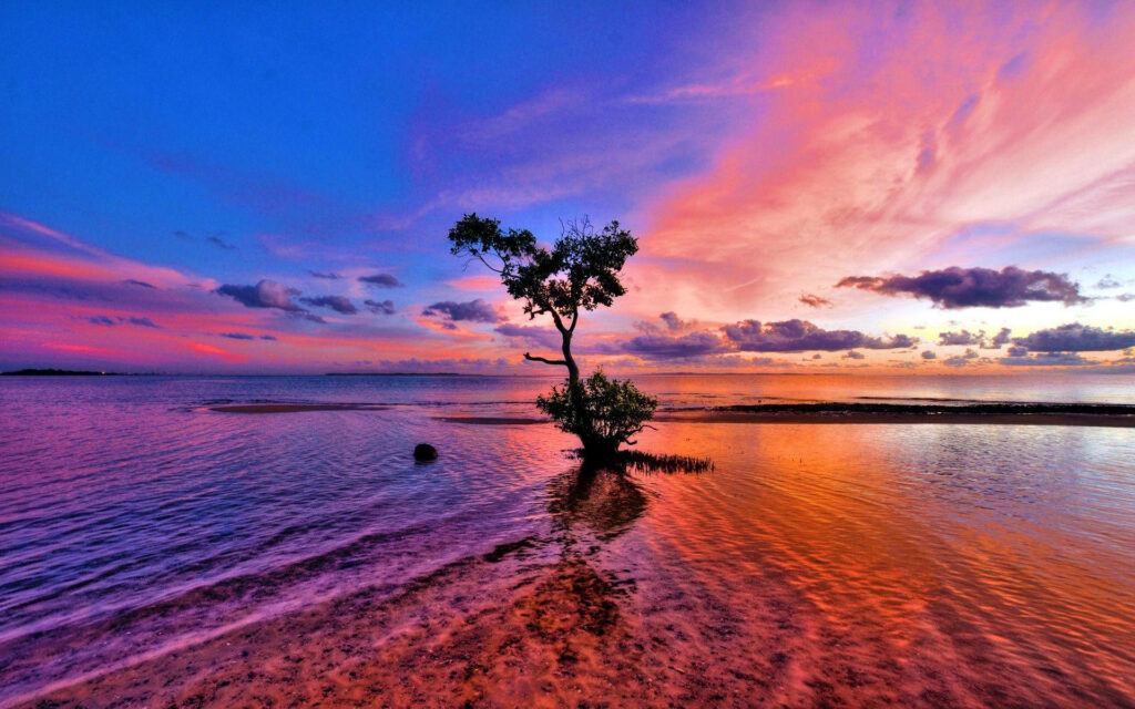 Tranquil Pink Sunset Wallpaper Over Calm Waters with Solitary Tree