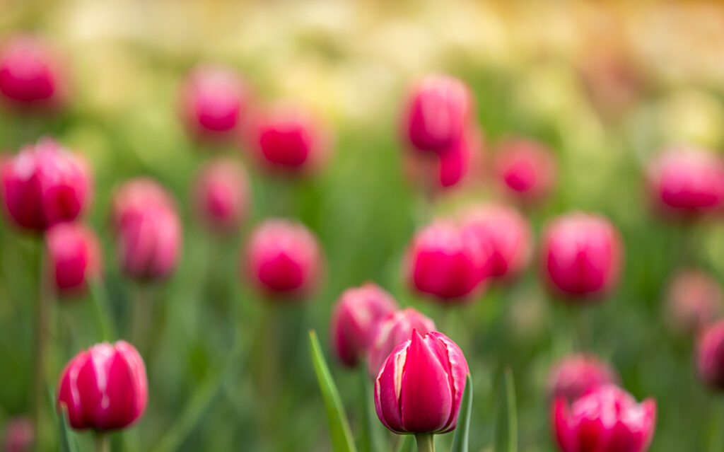 Serene Pink Tulips Wallpaper with Soft Focus Floral Background