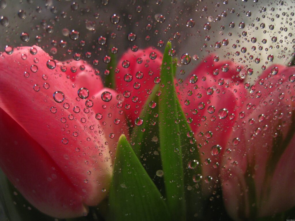 Serene Pink Tulips Wallpaper Background with Water Droplets