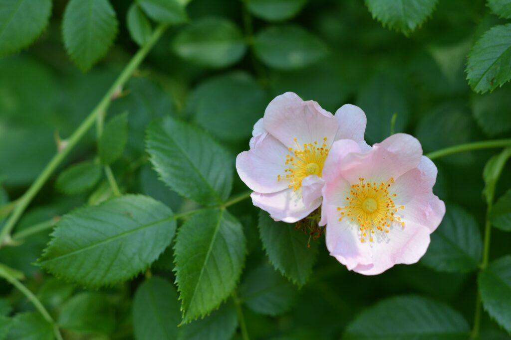 Delicate Pink Wild Roses Wallpaper: Serene Floral Background