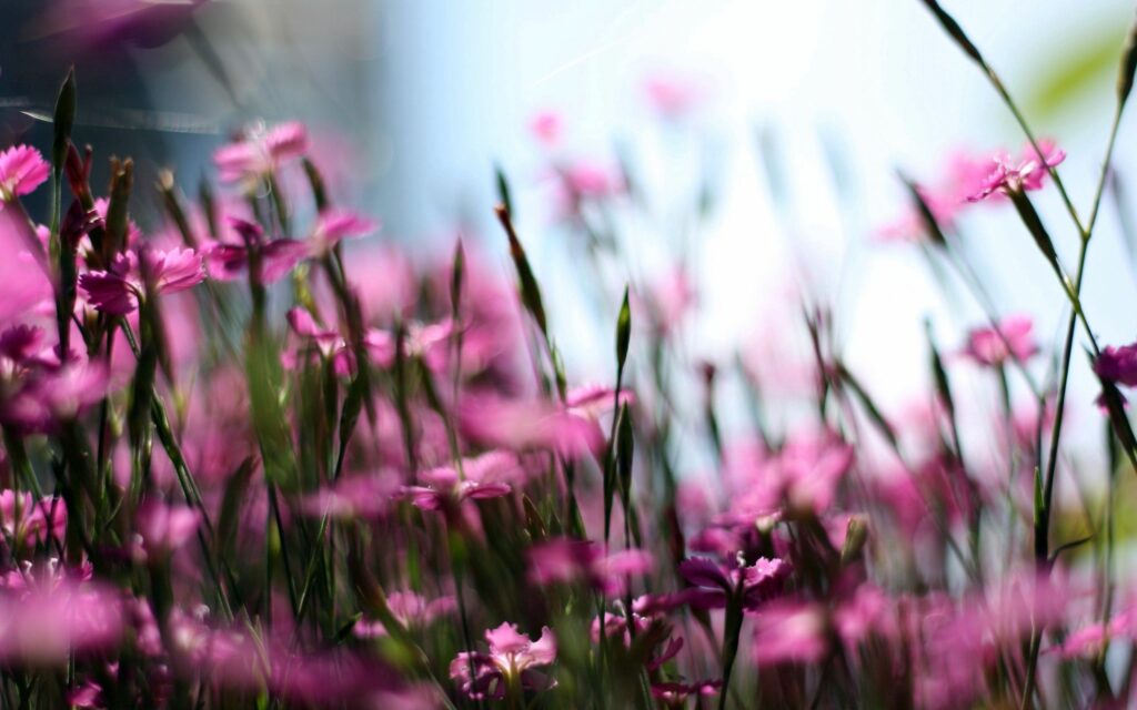 Dreamy Soft Pink Wildflowers Wallpaper - Serene Background Image