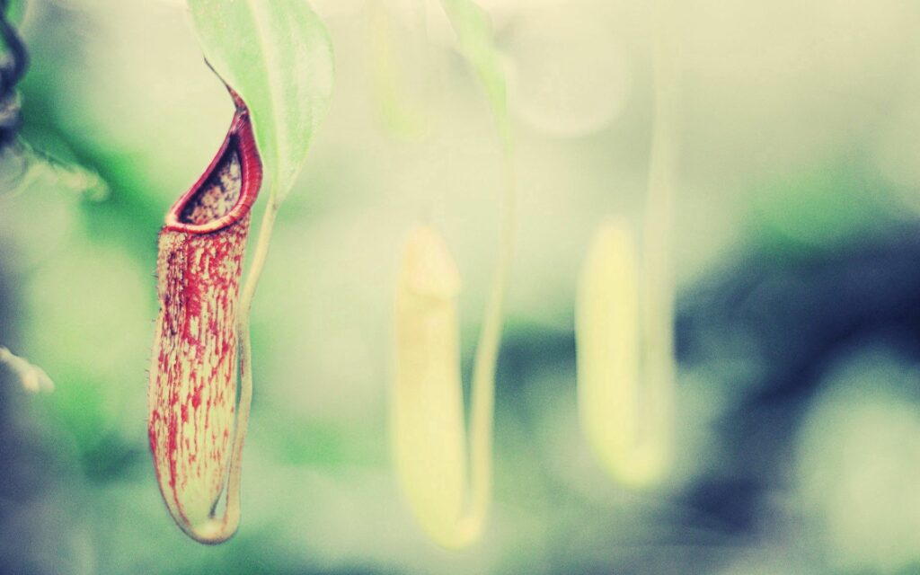 Serene Wallpaper: Pitcher Plant in Soft Light & Grassy Tones